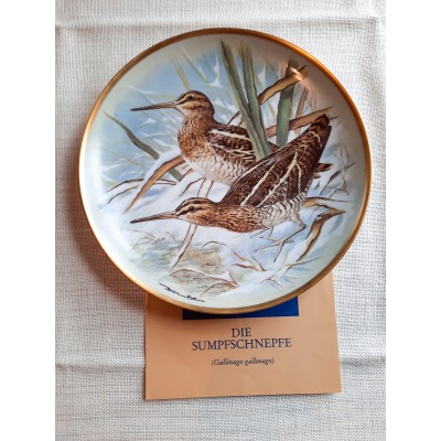 Sumpfschnepfe